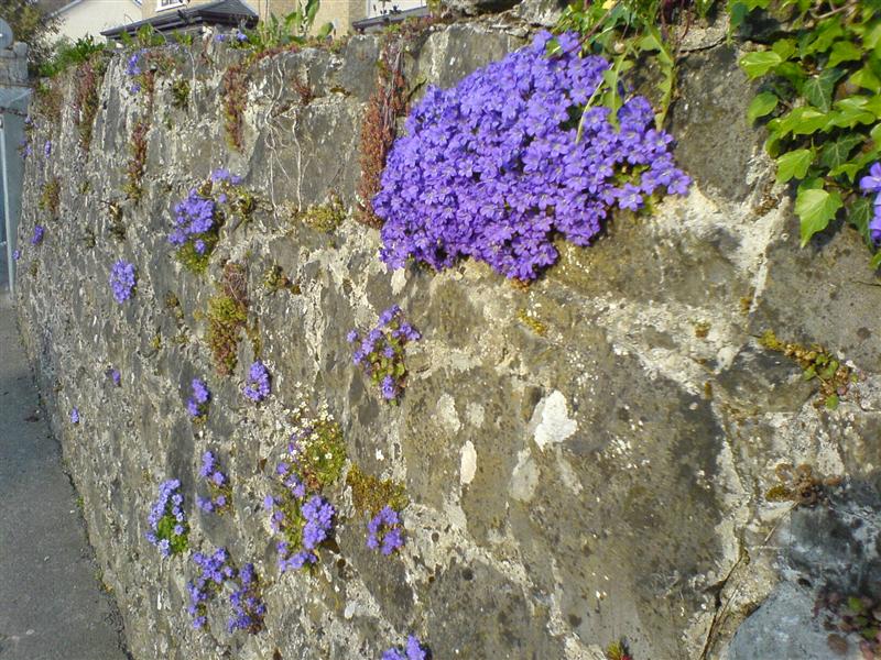 Flores de South Circular road