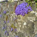 Flores de South Circular road