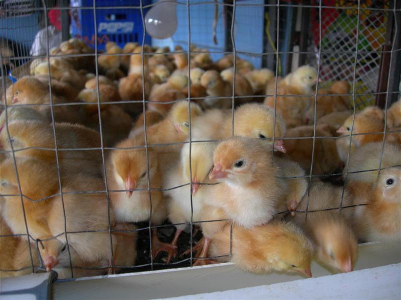 Panama - Chicks