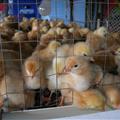 Panama - Chicks