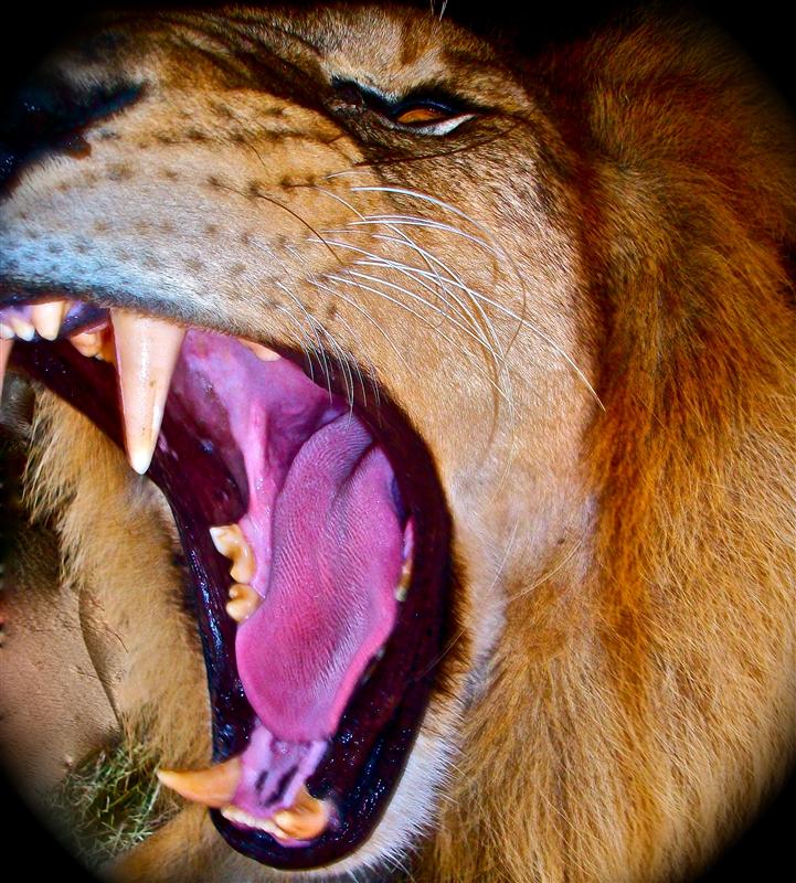 RAWR!