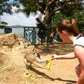 Tug-a-war with a monkey