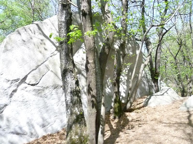 Forest Boulder