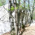 Forest Boulder