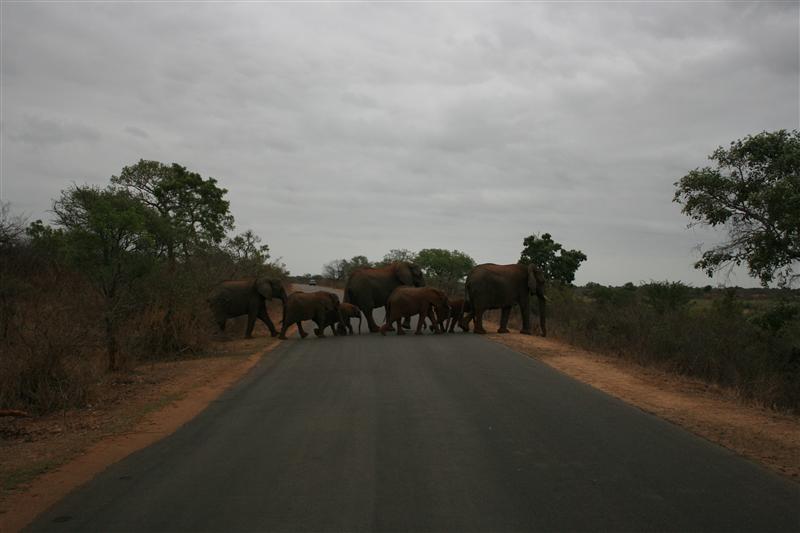the herd