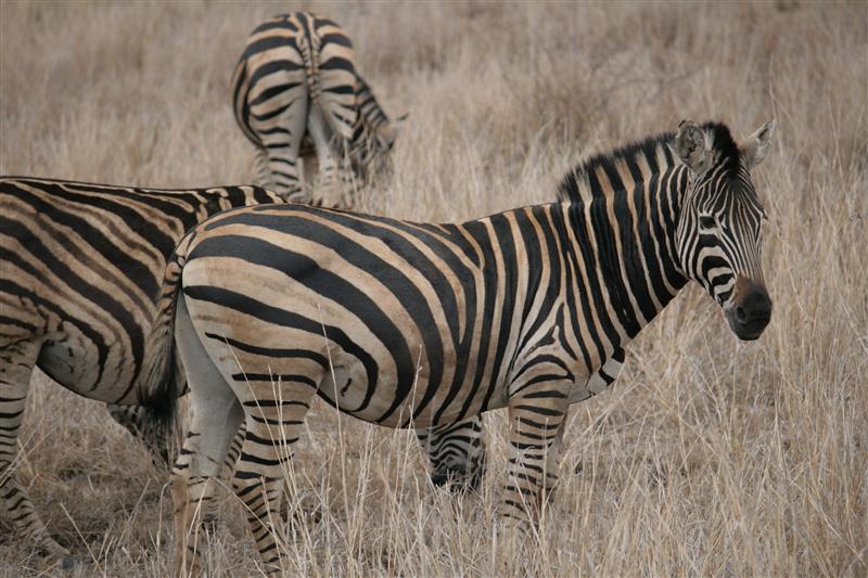 the stripes