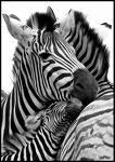 Zebra love