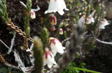 Flora and fauna in Nepal