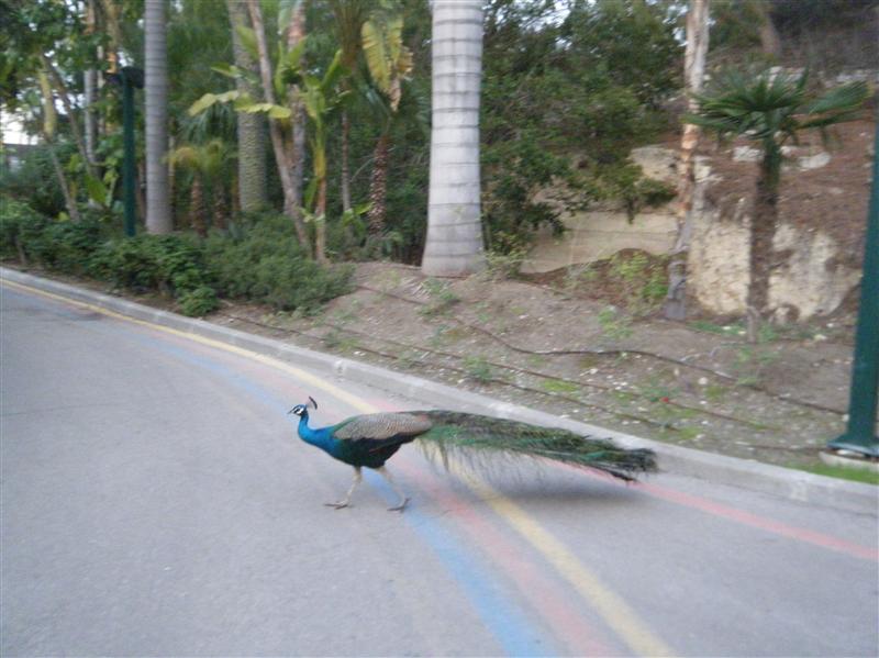 I was hoping this peacock would fan open his tail, but no such luck