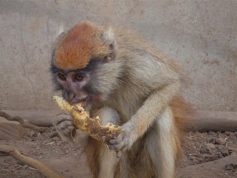 Bob the singe