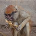 Bob the singe